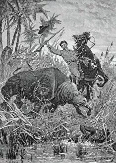 Black Rhinoceros Collection: Rhino Hunt in Africa, Historical, Digital Reproduction of an Original 19th century Original