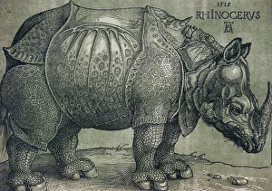 The Rhinoceros, 1515 (woodcut from two blocks) The Rhinoceros, 1515 (woodcut from two blocks)