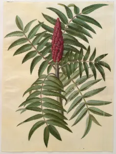 Rhus typhina from the album Gottorfer Codex, c.1650 (gouache on parchment) Rhus typhina from the album Gottorfer Codex, c.1650 (gouache on parchment)