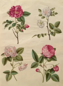 Rosa gallica from the album Gottorfer Codex, c.1650 (gouache on parchment) Rosa gallica from the album Gottorfer Codex, c.1650 (gouache on parchment)