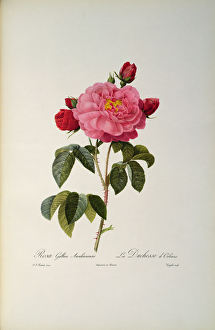Rosa Gallica Aurelianensis or the Duchess of Orleans from, Les Roses, 1821 Rosa Gallica Aurelianensis or the Duchess of Orleans from, Les Roses, 1821
