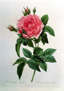 Rosa Gallica Regallis, from Les Roses, 19th century (coloured engraving) Rosa Gallica Regallis, from Les Roses, 19th century (coloured engraving)