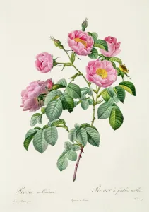 Rosa Mollissima, from Les Roses by Claude Antoine Thory (1757-1827) engraved by Victor Rosa Mollissima, from Les Roses by Claude Antoine Thory (1757-1827) engraved by Victor