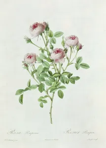 Rosa Pomponia, from Les Roses by Claude Antoine Thory (1757-1827) engraved Rosa Pomponia, from Les Roses by Claude Antoine Thory (1757-1827) engraved