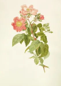 Rosa setigera (The Prairie Rose), by Alfred Parsons (1847-1920) Rosa setigera (The Prairie Rose), by Alfred Parsons (1847-1920)