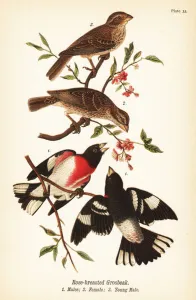 Color Lithograph Gallery: Rose-breasted grosbeak, Pheucticus ludovicianus