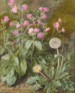 Rose Campions and Dandelion, 1875 (w/c on paper) Rose Campions and Dandelion, 1875 (w/c on paper)