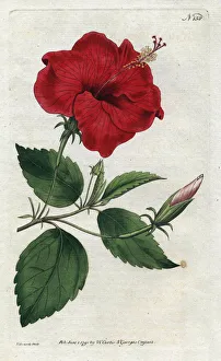 Rose de Chine - Lithograph by Sydenham Edwards (1768-1819), plate from William Curtis' Rose de Chine - Lithograph by Sydenham Edwards (1768-1819), plate from William Curtis'