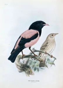 Rose-coloured Starling (Pastor roseus), 1871-96 (hand coloured lithograph) Rose-coloured Starling (Pastor roseus), 1871-96 (hand coloured lithograph)