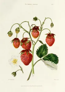 The Roseberry Strawberry, engraved by Watte, pub The Roseberry Strawberry, engraved by Watte, pub