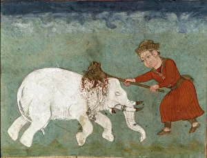 Rostam and son of Zal kills the white elephant. (miniature) Rostam and son of Zal kills the white elephant. (miniature)