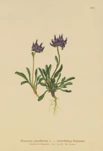 Round-headed Rampion (Phyteuma pauciflorum, Rapunculus pauciflorus Round-headed Rampion (Phyteuma pauciflorum, Rapunculus pauciflorus
