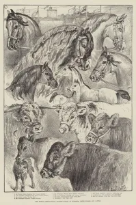 The Royal Agricultural Society's Show at Windsor, Prize Horses and Cattle (litho) The Royal Agricultural Society's Show at Windsor, Prize Horses and Cattle (litho)