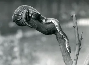 A Royal/Ball Python making its way down a branch at London Zoo in October 1925 (b/w photo A Royal/Ball Python making its way down a branch at London Zoo in October 1925 (b/w photo