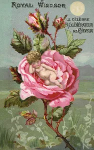Royal Windsor hair preparation advert with a rose and a baby (colour litho) Royal Windsor hair preparation advert with a rose and a baby (colour litho)