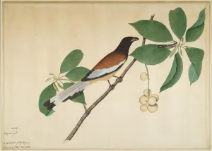 Rufous Treepie and Caterpillar on Branch, folio from a Series Commissioned by Lady Impey Rufous Treepie and Caterpillar on Branch, folio from a Series Commissioned by Lady Impey