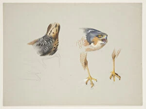 Rump of wader and head and legs of sparrowhawk, c.1915
