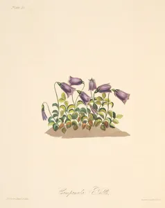 Russet Bell Flower, from Floral Illustrations of the Seasons, pub Russet Bell Flower, from Floral Illustrations of the Seasons, pub