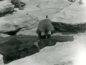 A Sacred Baboon drinking from a pool among the rocks of Monkey Hill, London Zoo A Sacred Baboon drinking from a pool among the rocks of Monkey Hill, London Zoo