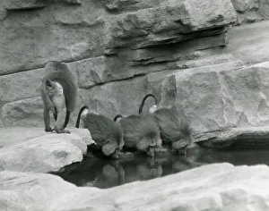 Three Sacred Baboons drink from a pool in their rocky enclosure while a fourth walks away Three Sacred Baboons drink from a pool in their rocky enclosure while a fourth walks away
