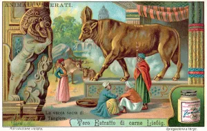 The sacred cow of Tanjore, India (chromolitho) The sacred cow of Tanjore, India (chromolitho)