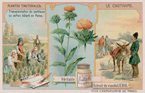 Safflower And Its Transportation From Persia (chromolitho)