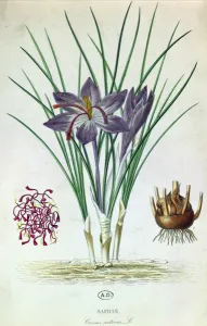 Saffron (Crocus Sativus) (coloured engraving) Saffron (Crocus Sativus) (coloured engraving)