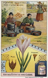 Saffron: harvesting and roasting of crocus stigmas (chromolitho)