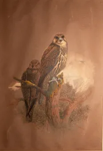 Saker Falcon (Falco sacer), 1856-67 (w/c on paper) Saker Falcon (Falco sacer), 1856-67 (w/c on paper)