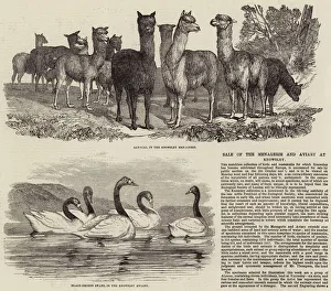 Knowsley Gallery: Sale of the Menagerie and Aviary at Knowsley (engraving)