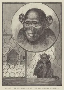 Sally, the Chimpanzee at the Zoological Gardens (engraving) Sally, the Chimpanzee at the Zoological Gardens (engraving)
