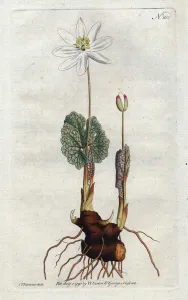Sanguinaire du Canada - Lithograph by Sydenham Edwards (1768-1819), plate from William Curtis' Sanguinaire du Canada - Lithograph by Sydenham Edwards (1768-1819), plate from William Curtis'
