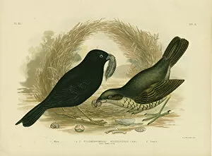 Satin Bowerbird Gallery: Satin Bowerbird, 1891 (colour litho)