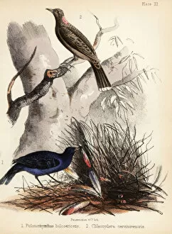 Satin Bowerbird Gallery: Satin and fawn-breasted bowerbirds. 1855 (lithograph)