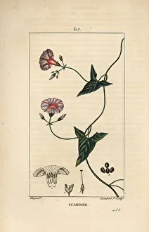 Scammonee - Scammony, Convolvulus scammonia, with flower, leaf Scammonee - Scammony, Convolvulus scammonia, with flower, leaf