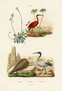 Scarlet Ibis, 1833-39 (coloured engraving) Scarlet Ibis, 1833-39 (coloured engraving)