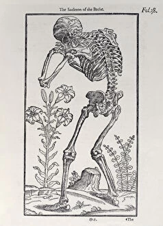 Vertebrae Gallery: The Sceleton of the Backe, plate from The Historie of Man'