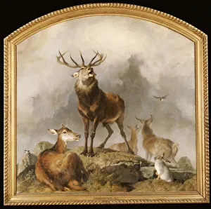 Scene in Braemar - Highland Deer (oil on canvas) Scene in Braemar - Highland Deer (oil on canvas)
