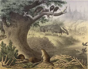 A scene in Northern Canada, the racoon, the beaver, wild turkeys, the elk A scene in Northern Canada, the racoon, the beaver, wild turkeys, the elk