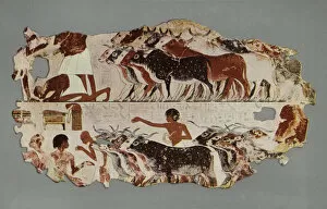 Scene representing the driving of a large herd of cattle, for stocktaking purposes, on an Egyptian farm (photo)