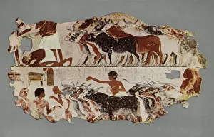 Scene representing the driving of a large herd of cattle, for stocktaking purposes Scene representing the driving of a large herd of cattle, for stocktaking purposes