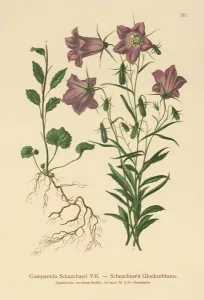 Scheuchzer's Bellflower (Campanula Scheuzeri) (colour litho) Scheuchzer's Bellflower (Campanula Scheuzeri) (colour litho)