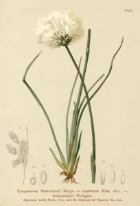 Scheuchzer's Cotton-grass (Eriophorum Scheuchzeri, Eriophorum capitatum Scheuchzer's Cotton-grass (Eriophorum Scheuchzeri, Eriophorum capitatum