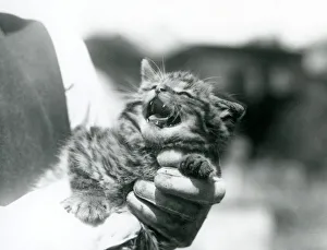 A Scottish Wildcat kitten held in the hands of its keeper, London Zoo, 1928 (b/w photo) A Scottish Wildcat kitten held in the hands of its keeper, London Zoo, 1928 (b/w photo)