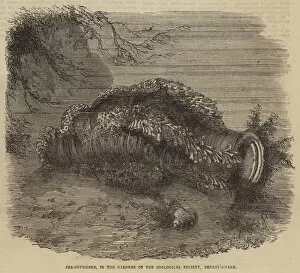 Sea Cucumber Gallery: Sea-Cucumber, in the Gardens of the Zoological Society, Regent s-Park (engraving)