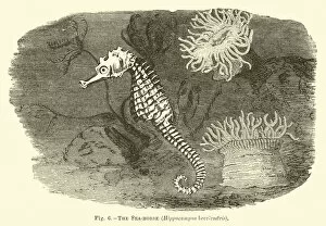 The Sea-horse, Hippocampus brevirostris (engraving)