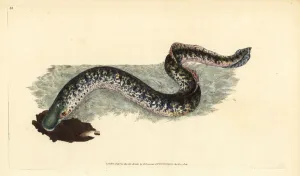 Sea lamprey, Petromyzon marinus (Marine or spotted lamprey) Sea lamprey, Petromyzon marinus (Marine or spotted lamprey)