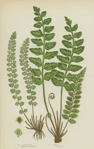 Sea Spleenwort, Green Spleenwort (colour litho) Sea Spleenwort, Green Spleenwort (colour litho)