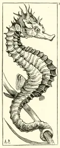 Boys Own Gallery: Seahorse (engraving)