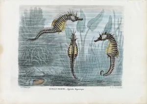 Seahorses, 1863-79 (colour litho) Seahorses, 1863-79 (colour litho)